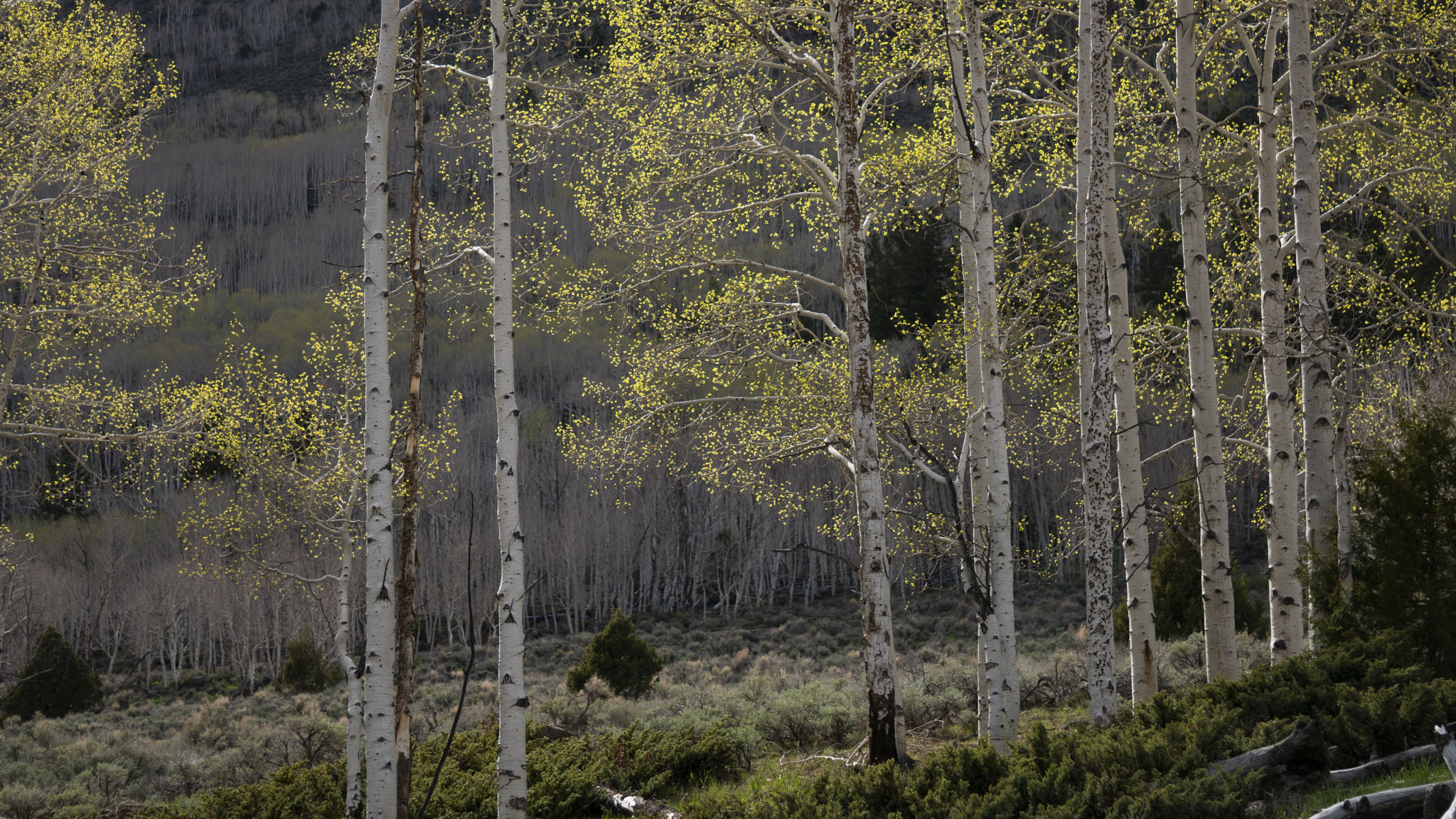 Birch trees' yellow leaves contrast with the darker mountain and brush